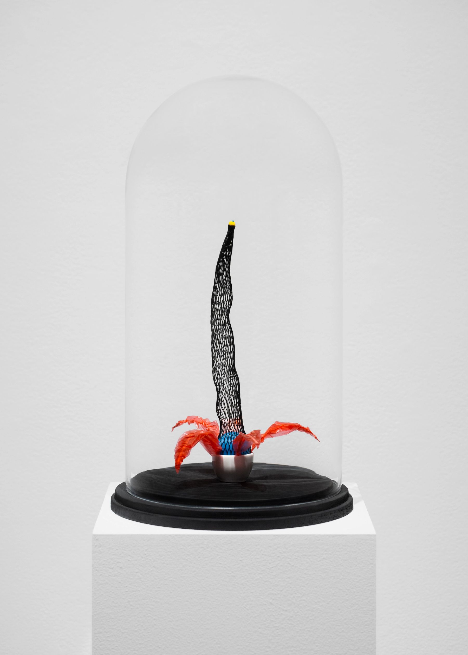 Nina Katchadourian, Plant #18, 2021.