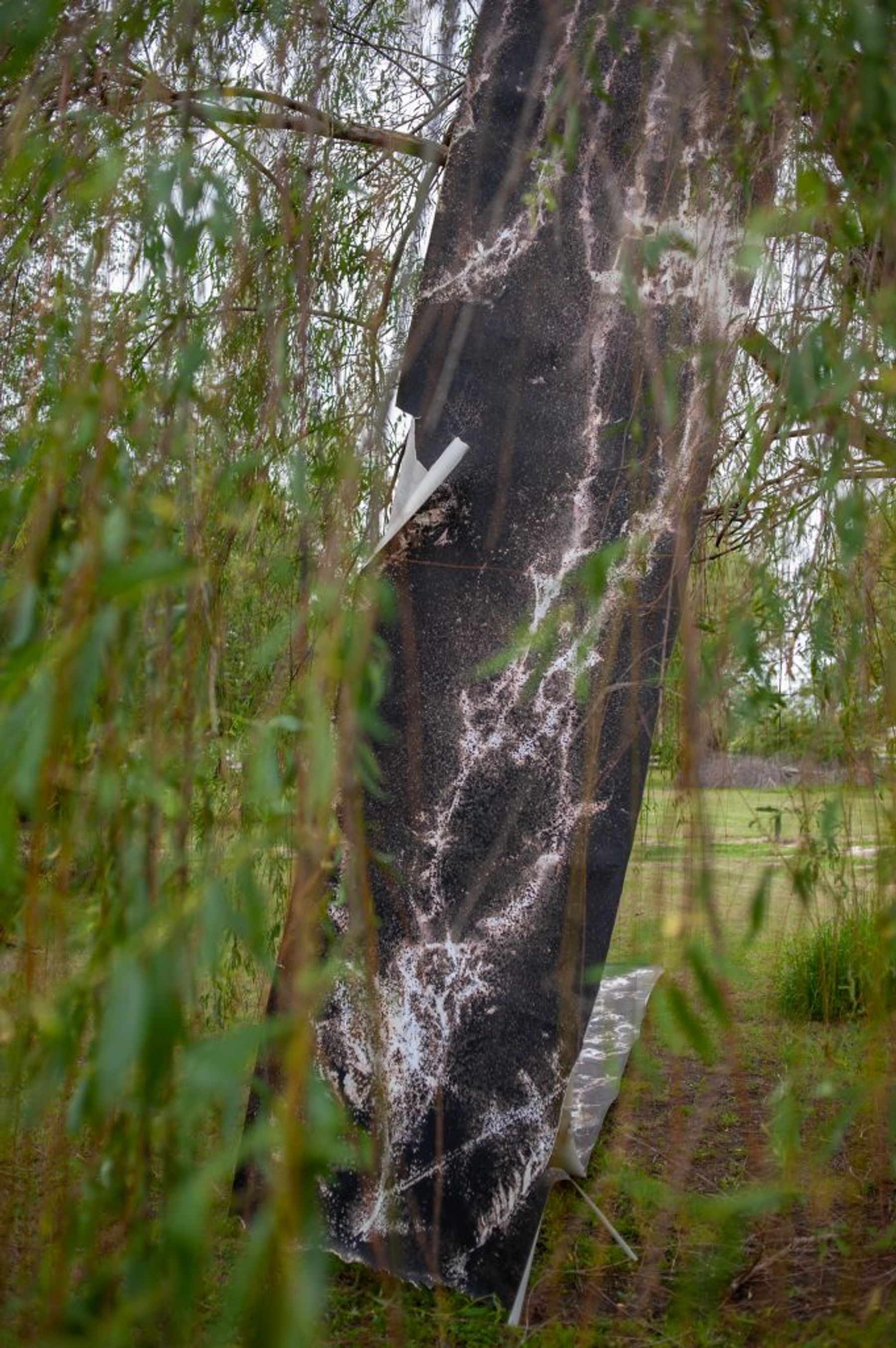 Will Jacks, Willow 33.7923, -90.7248, Bolivar County, Mississippi, 8:49PM April 23, 2020, video still, 2020.