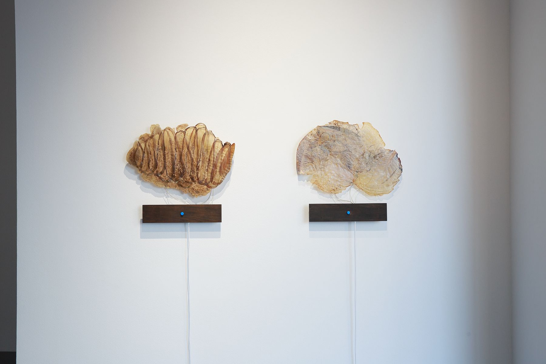 Tracey Cockrell, Soundgarden: Solanum melongena (left), Soundgarden: Brassica oleracea subsp capitata (right), 2023.