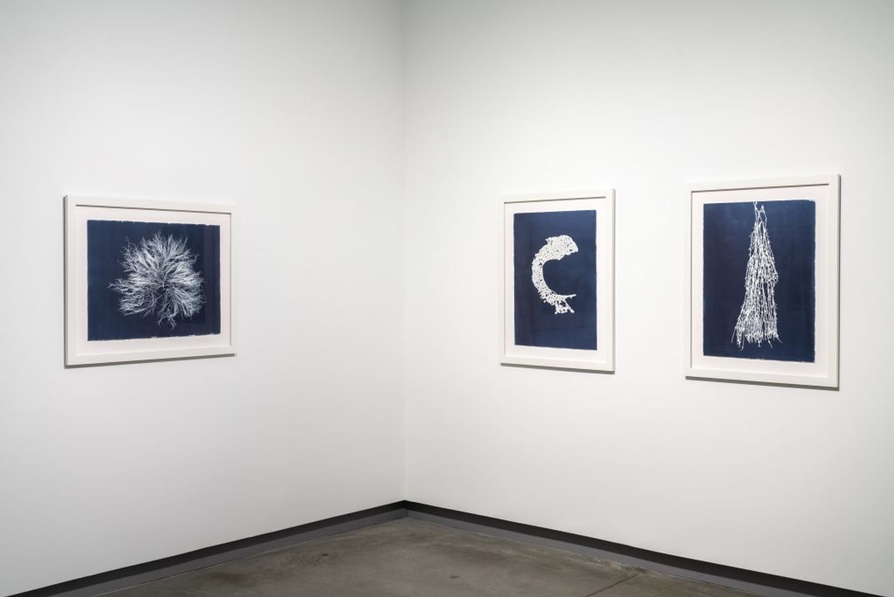 Celeste Roberge, cyanotype series, 2014.