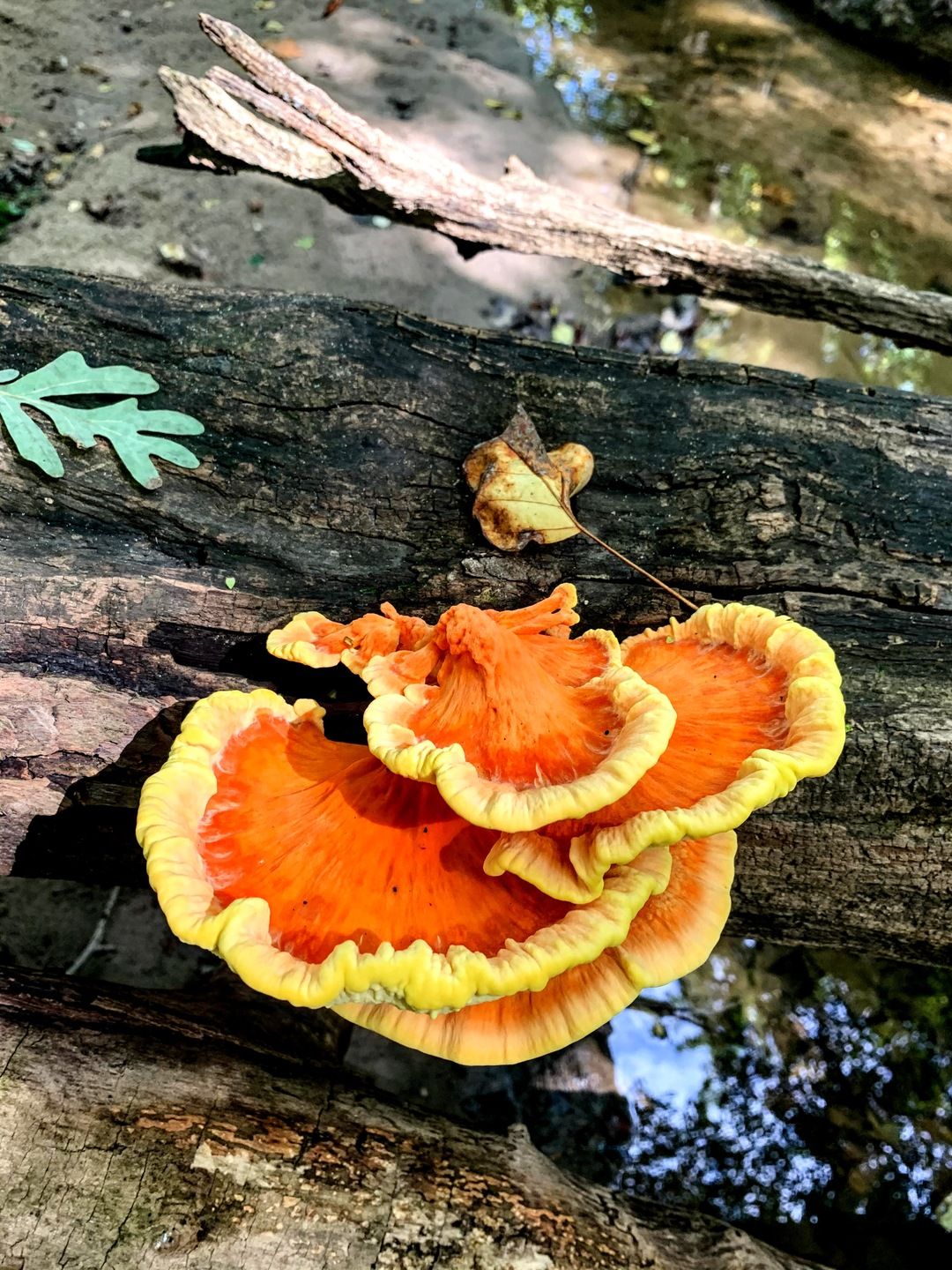 My Photos of Fungi in Guilford