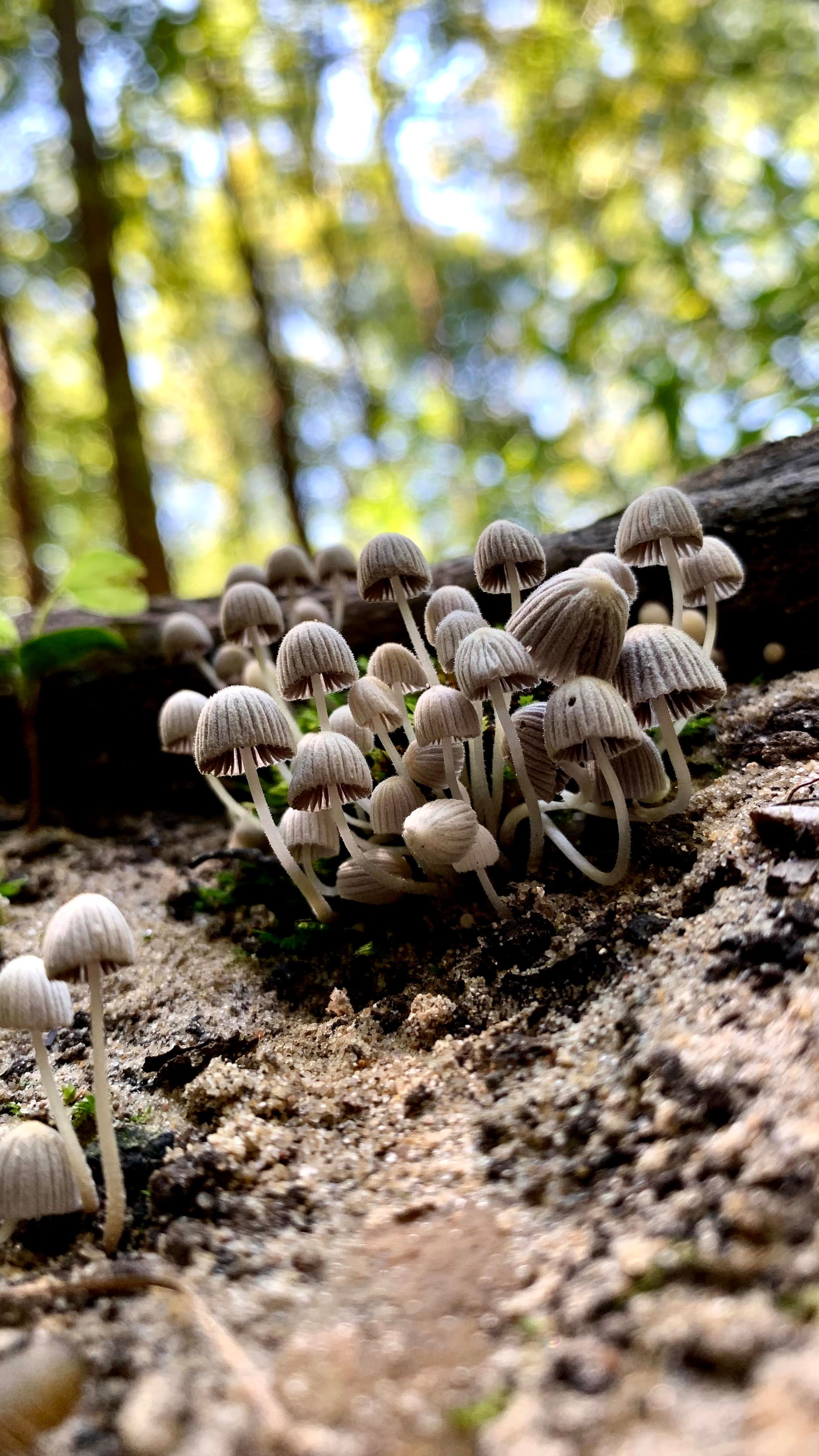 My Photos of Fungi in Guilford