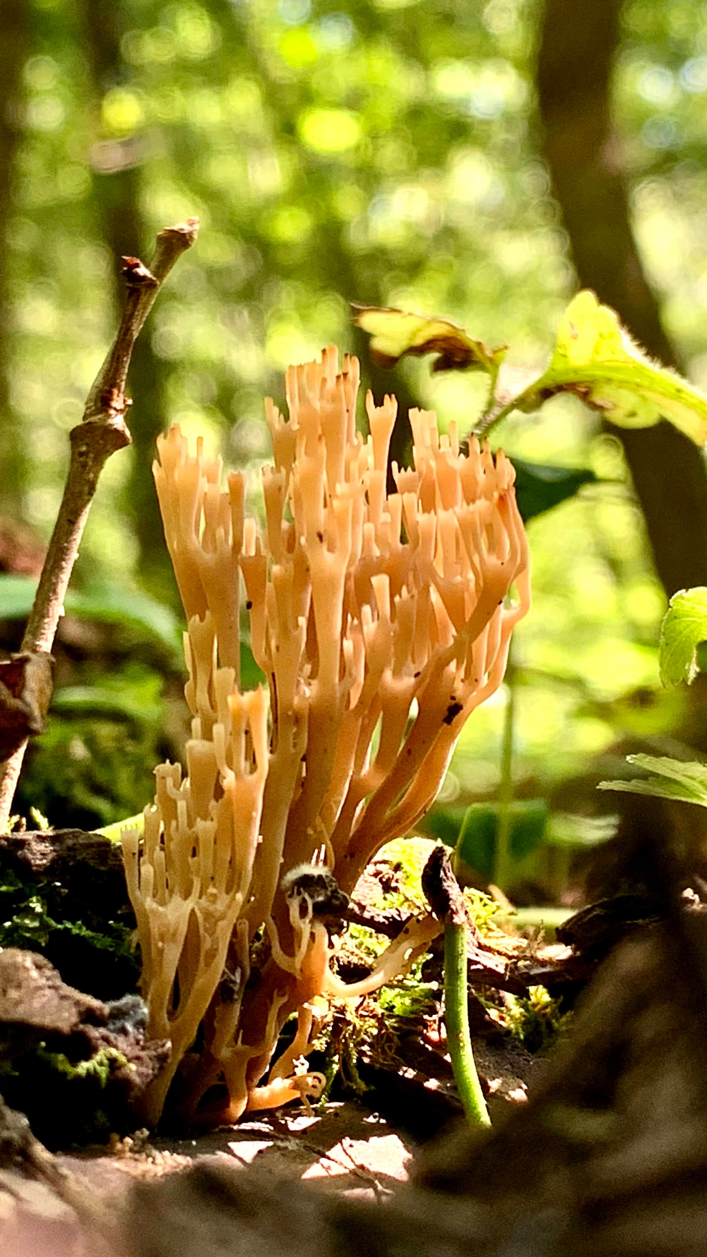 My Photos of Fungi in Guilford