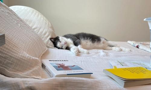 Grey and white cat napping on a bed.