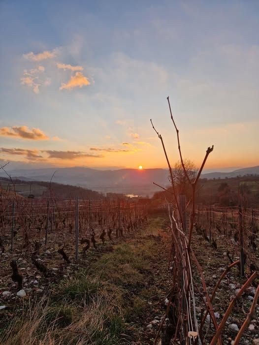 Domaine Edmond Jacquin et Fils Vinens