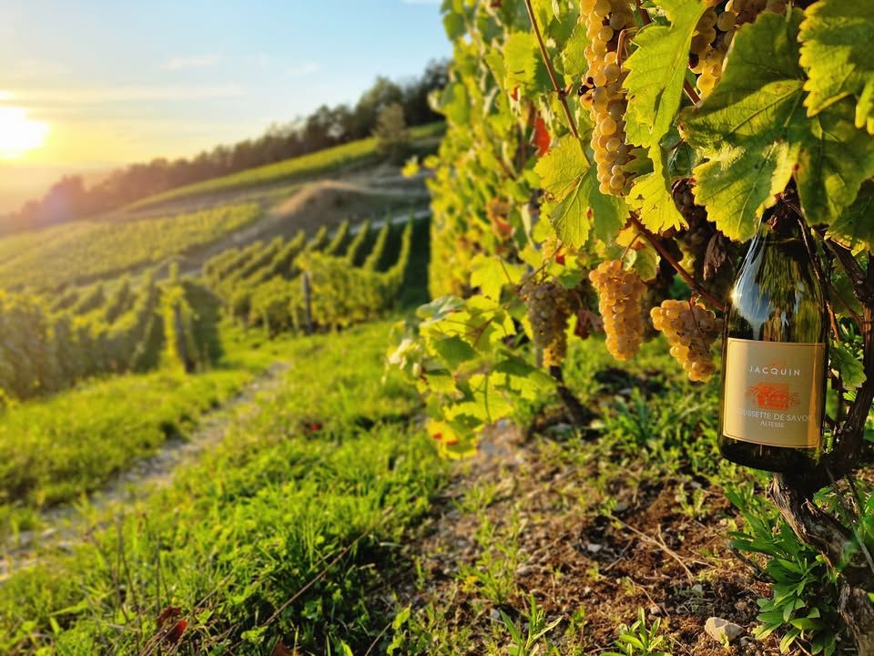 Domaine Edmond Jacquin et Fils