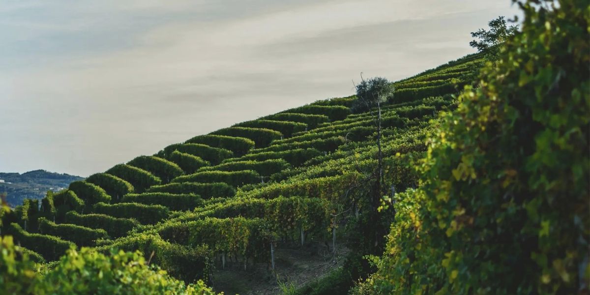 Alta Langa and Prosecco