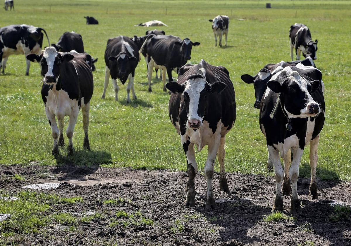 A group of black and white cows in a muddy green field.