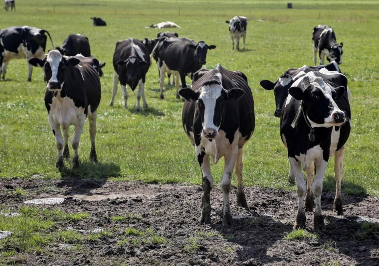 A group of black and white cows in a muddy green field.