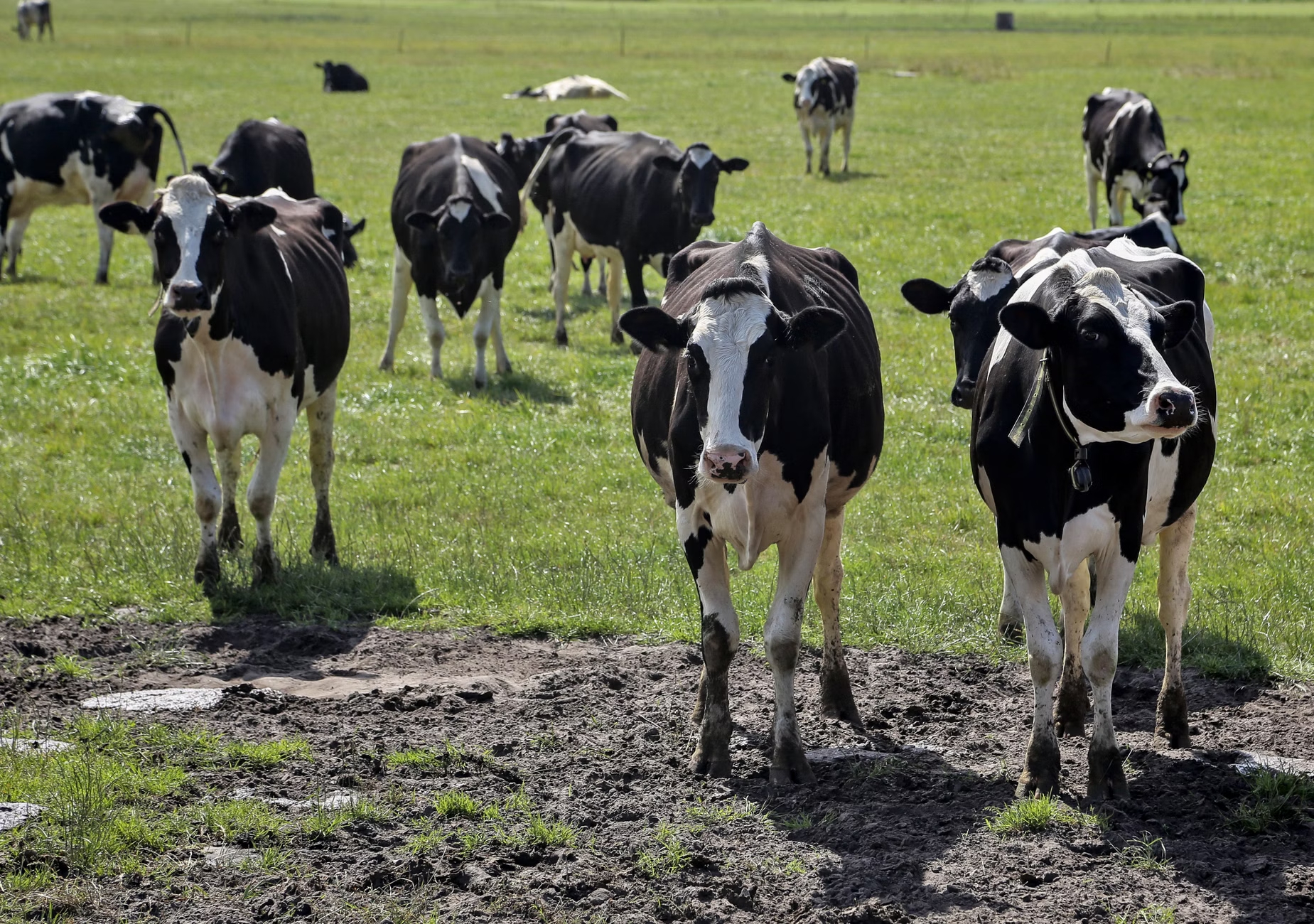 A group of black and white cows in a muddy green field.