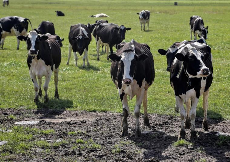 A group of black and white cows in a muddy green field.
