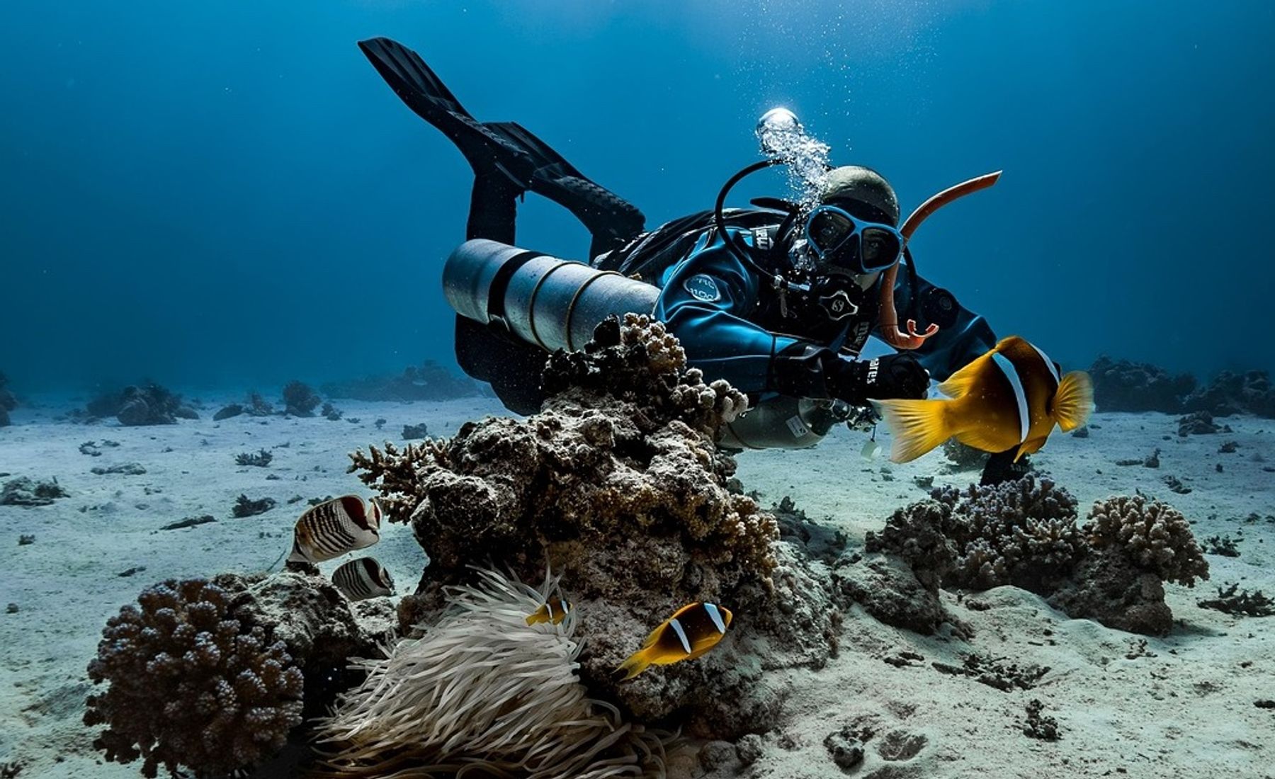 Una persona practicando snorkel en aguas cristalinas frente a la costa de Alicante, rodeada de peces y fondos rocosos típicos del Mediterráneo.