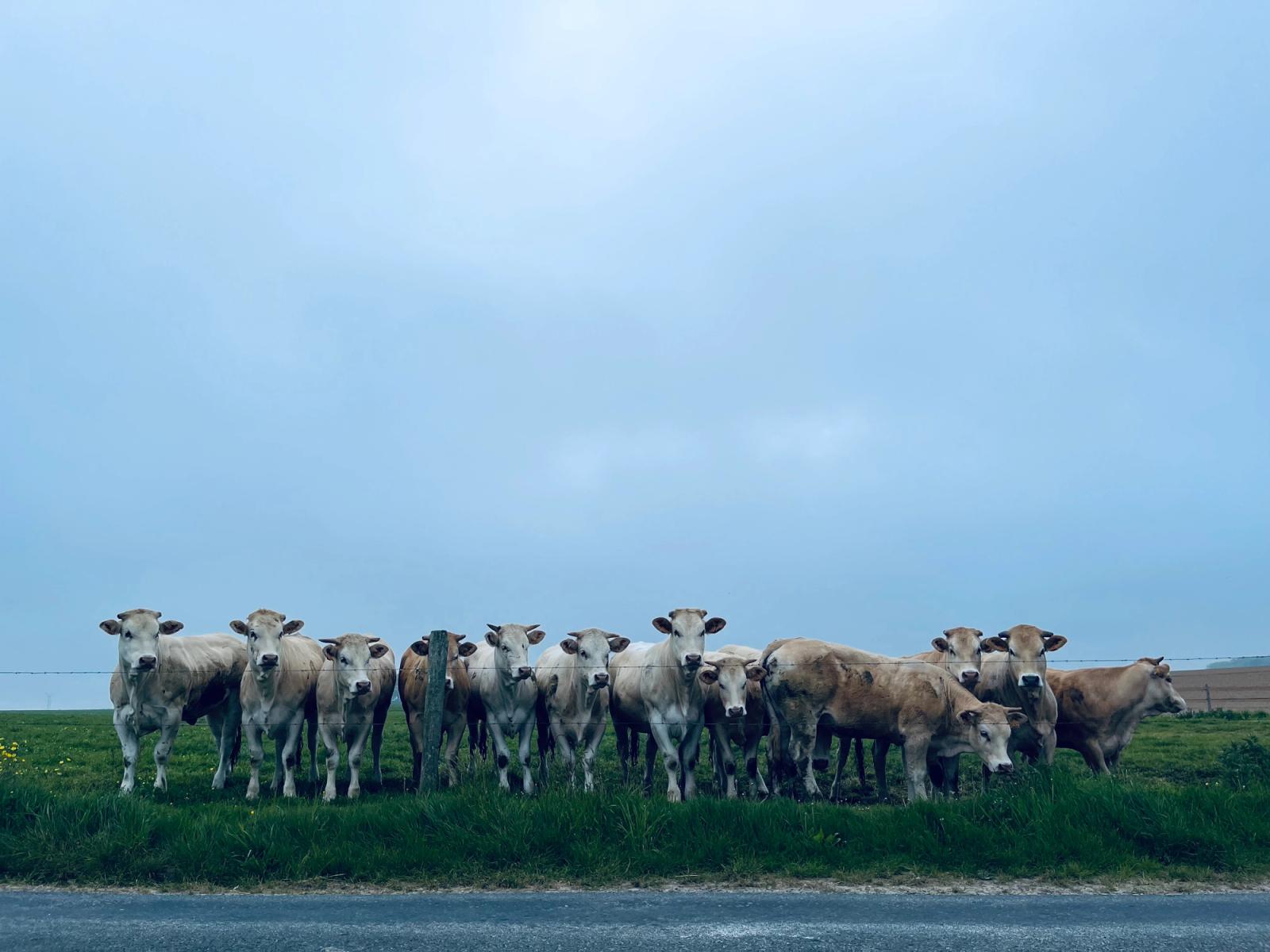 12 cows staring into camera 