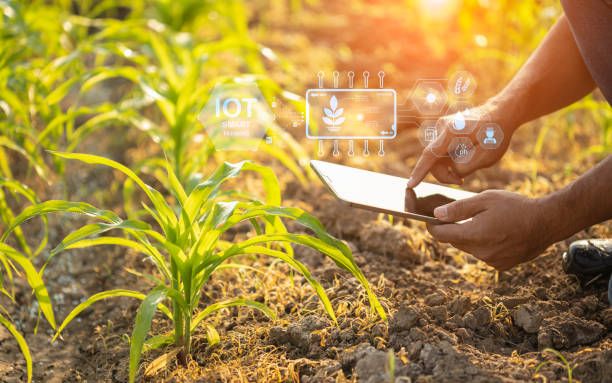 Can Technology Help in Selling Farm Produce Online?