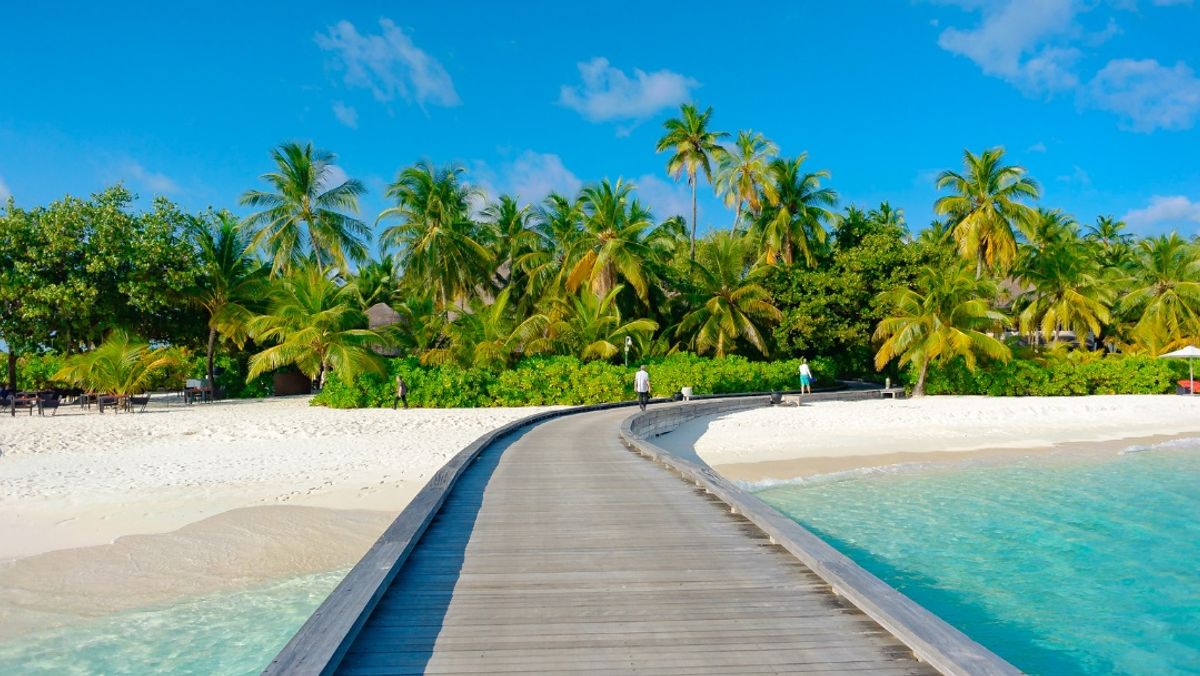Palm Trees Near Body of Water