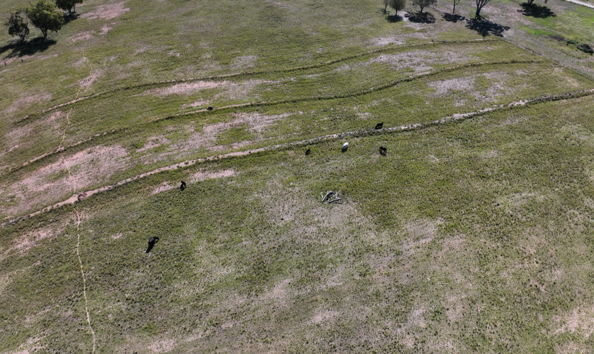 AgTech360 Reduces Livestock Monitoring Time with Autonomous Drones in Australia