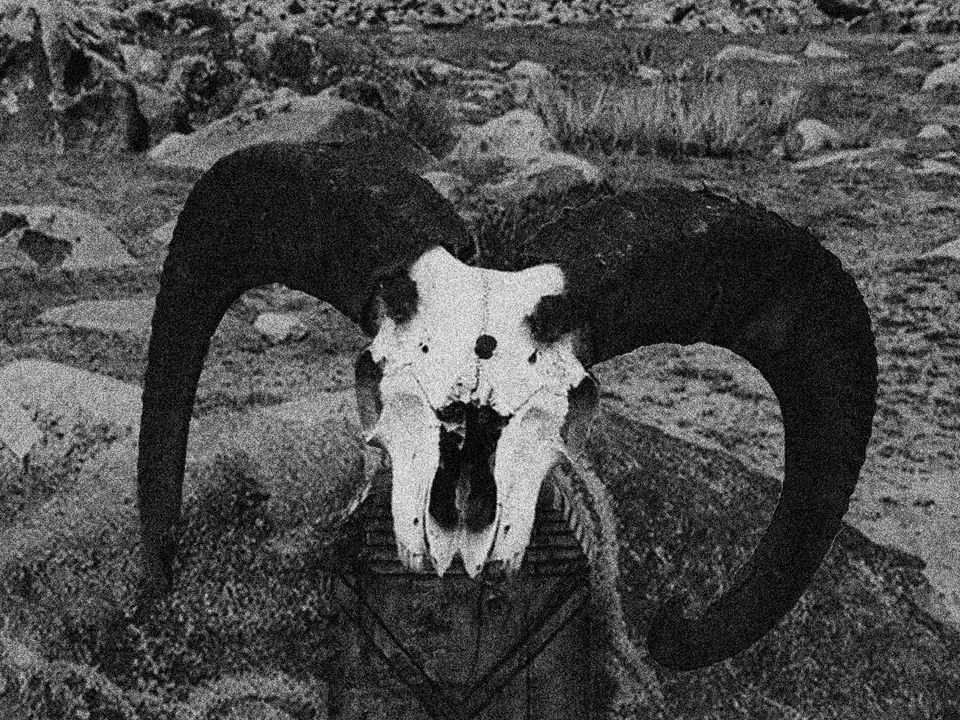 A large horned skull sits upon a rock.