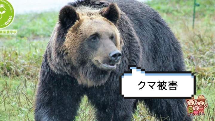 Kuma Higai