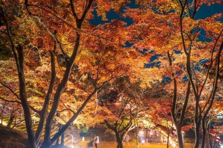 Nomiyama Kannonji Autumn Leaves Festival