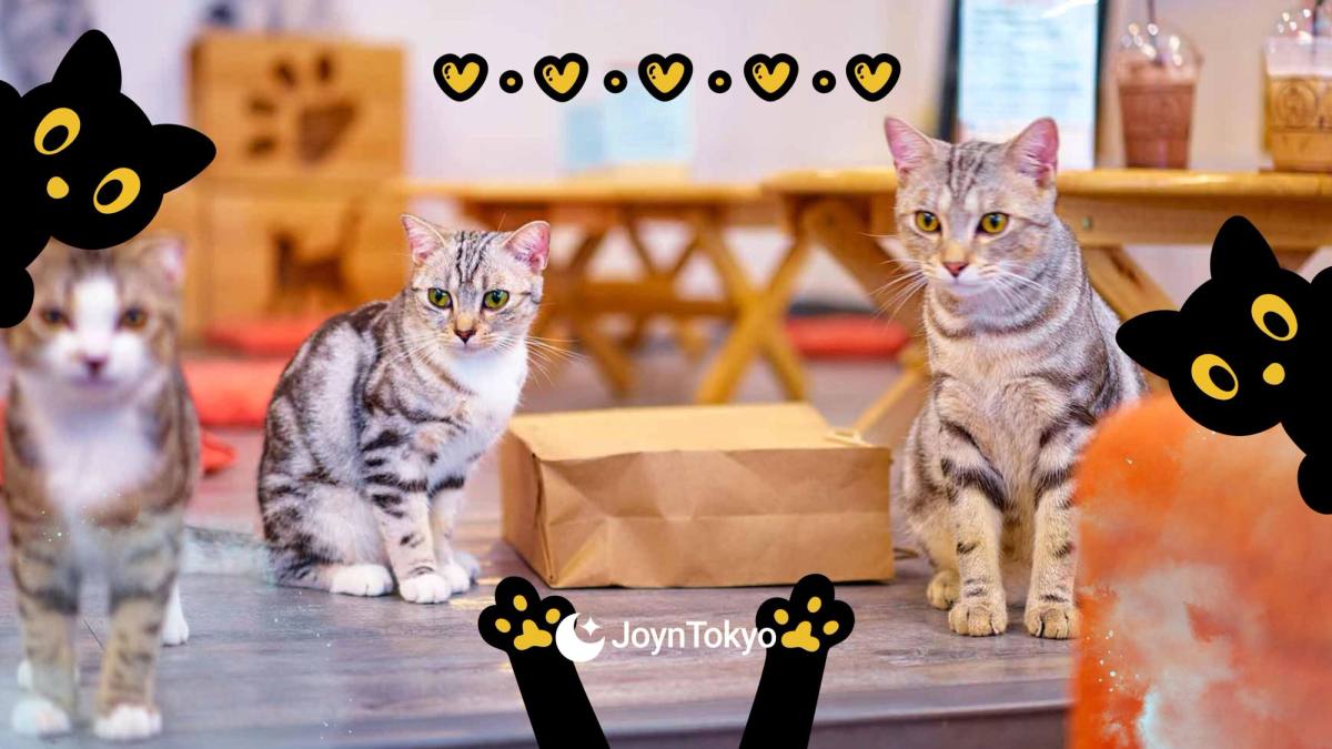 Animal Cafes in Japan: Why You Should Think Twice Before Visiting — cover image