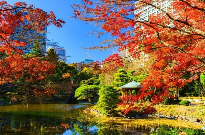 菊花园