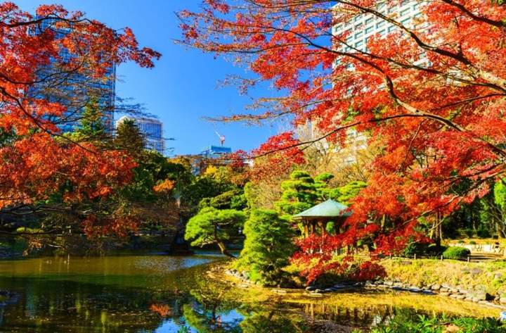 菊花园