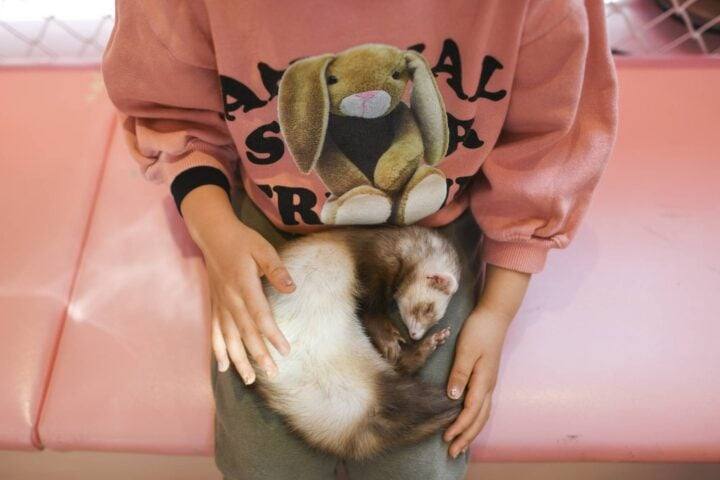 why animal cafes became popular in japa