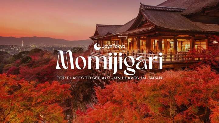 日本的 Momijigari