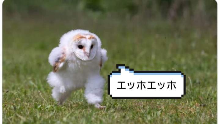 Ehho Ehho