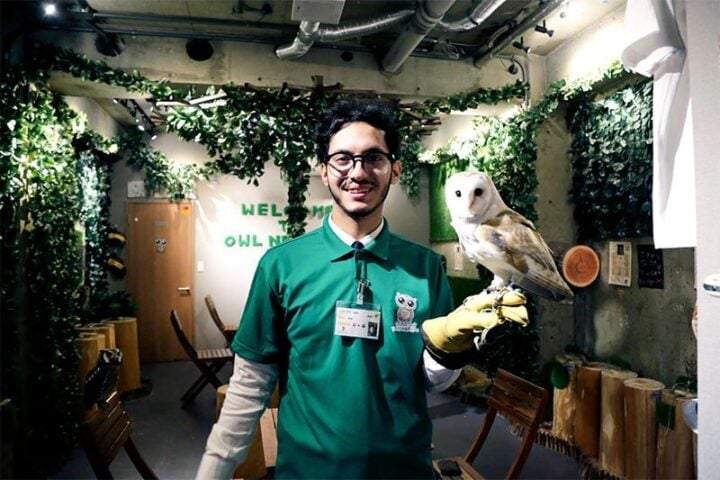 日本的猫头鹰和鸟类咖啡馆