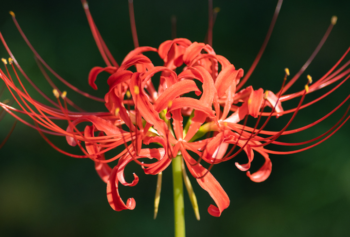 Red Spider Lilies