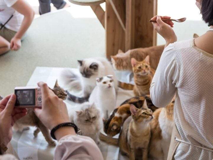 日本的猫咪咖啡馆更道德吗？