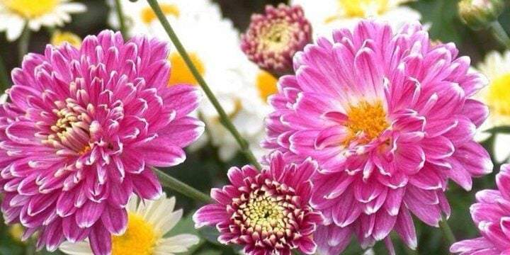 Sapporo Chrysanthemum Festival