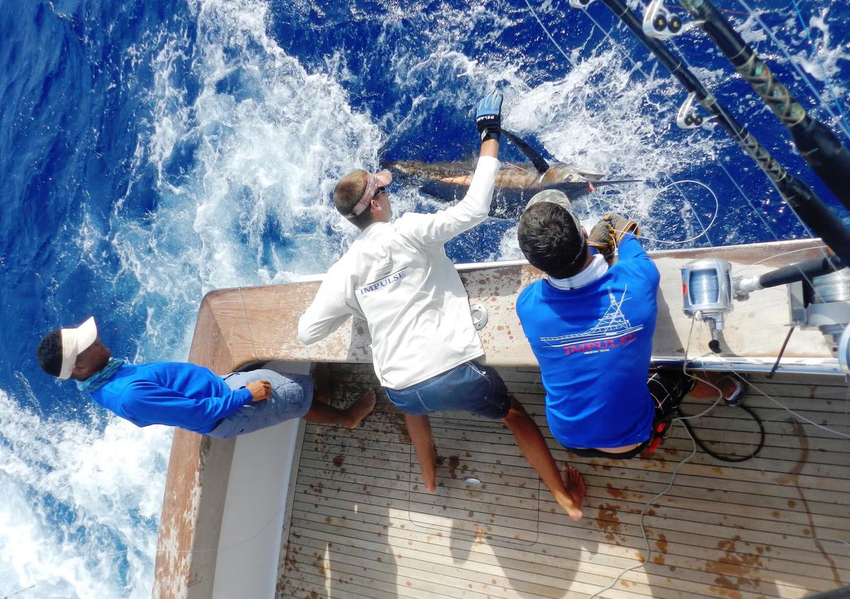 THE FAST WHITE MARLIN