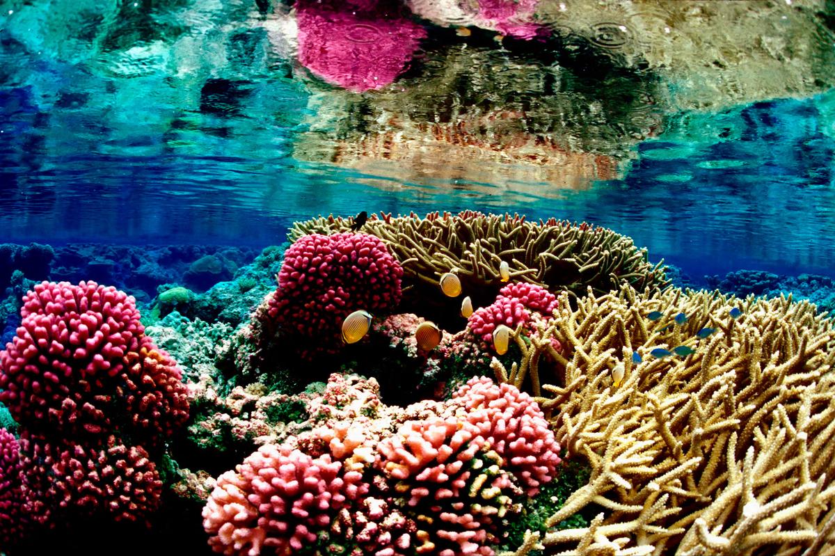CARIBBEAN REEFS ON THE BRINK OF COLLAPSE: HOW MARINE SCIENCE IS TRYING TO SAVE THEM