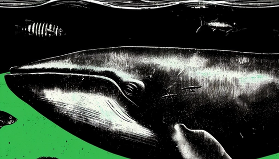 How to Use Whale Watching to Inform Your Trades cover image