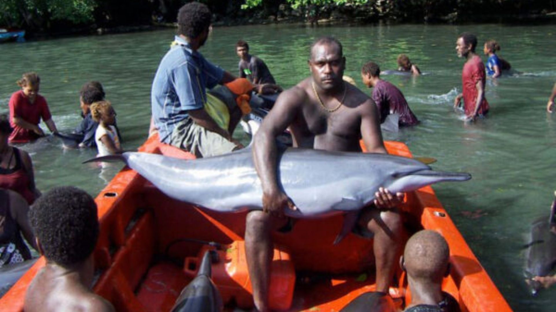 New Solomons PM moves to reinstate dolphin export ban days into leadership