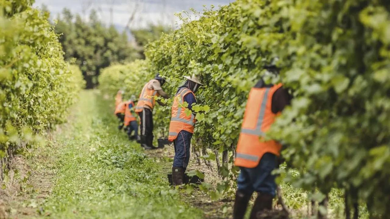 'We can't speak up': Pacific Islands seasonal workers fear retaliation under PALM scheme