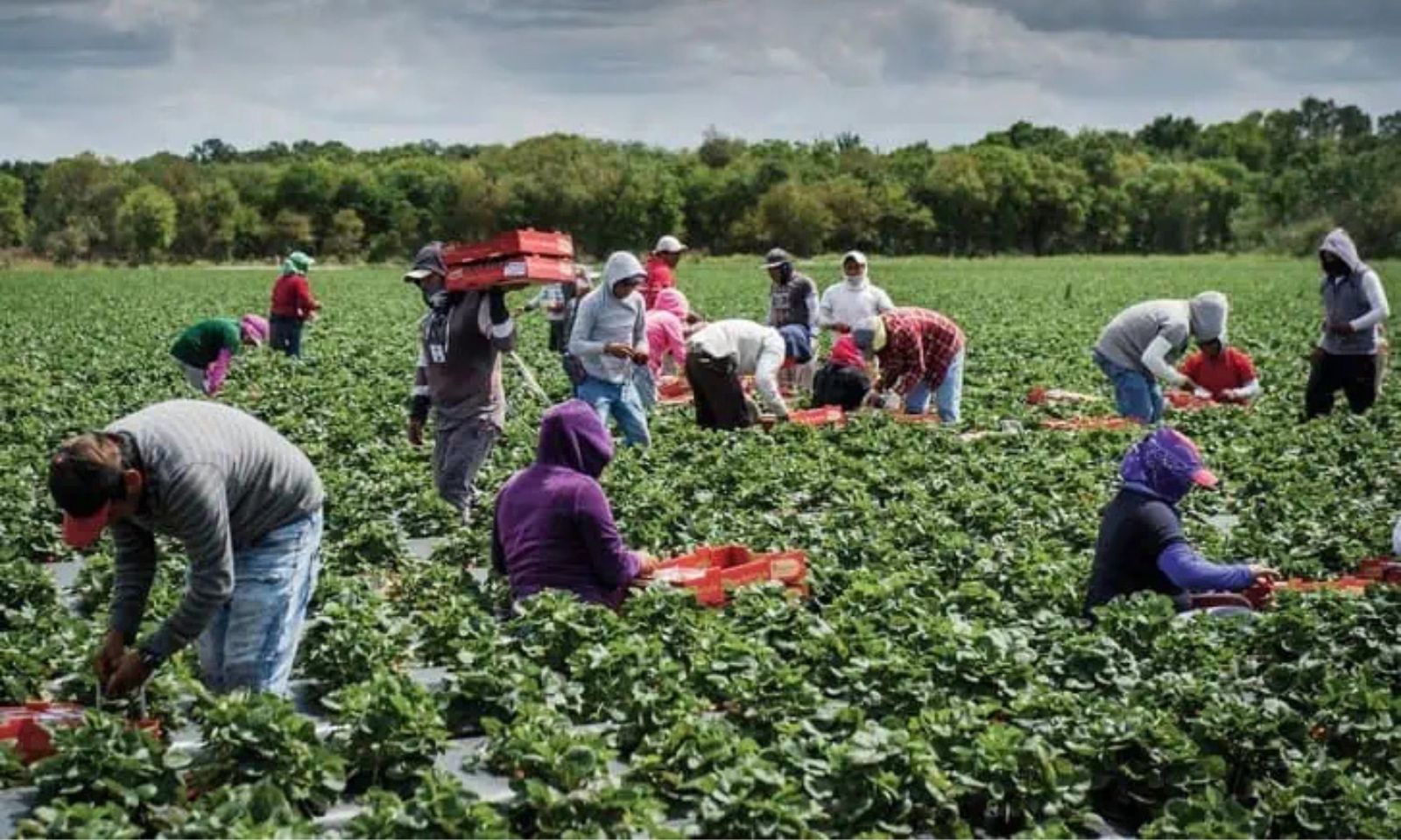 Pacific labour schemes come under pressure as Aotearoa and Australia face calls for reforms