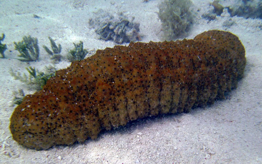 Three men fined in Tonga for poaching nearly 30,000 sea cucumbers - report