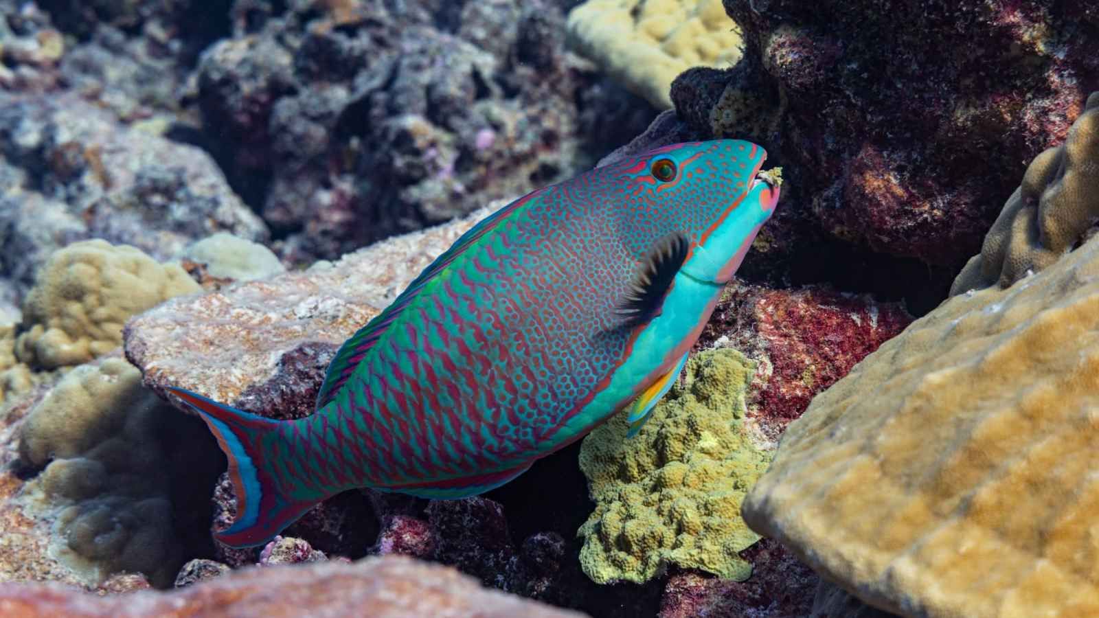 Tokelau reefs showing widespread bleaching as ocean survey reaches final atoll