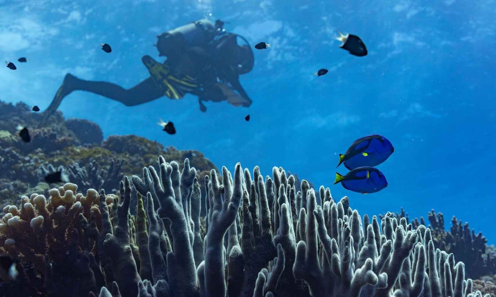 Local leadership proves key as Vanuatu reefs thrive amid growing global coral crisis