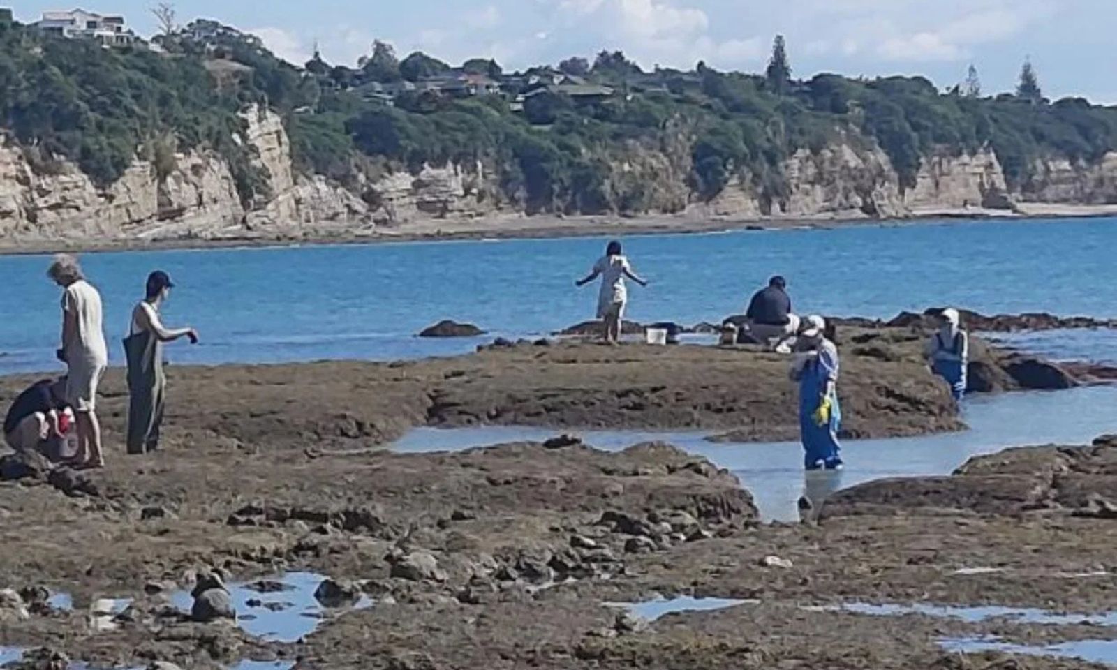 Local group protests to protect Auckland's rockpools from visitors