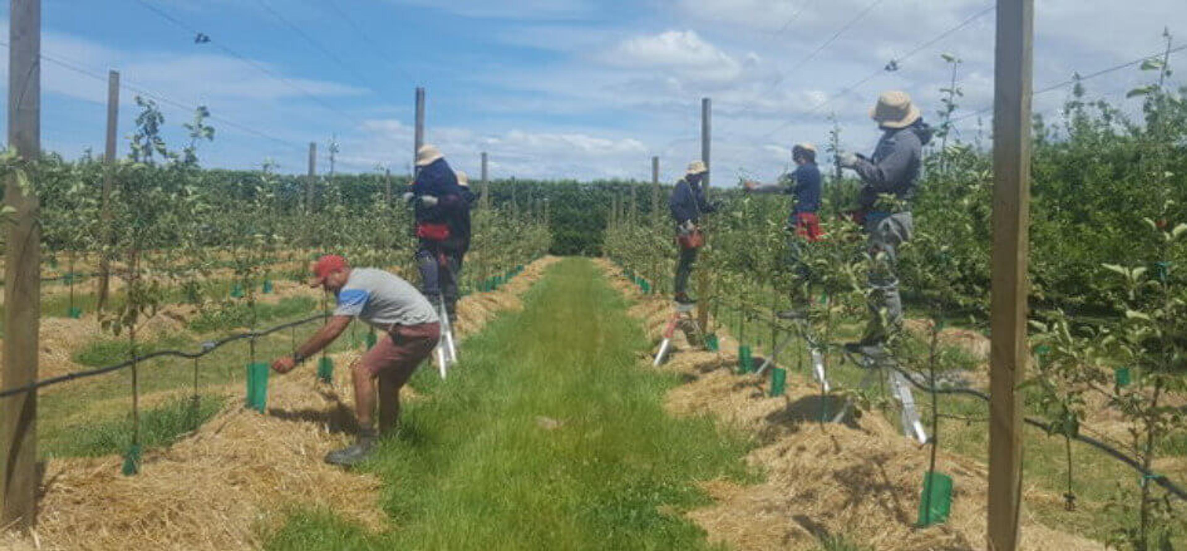 RSE workers from Samoa working in Bostock orchard, Hastings. Photo/RNZ/Anusha Bradley