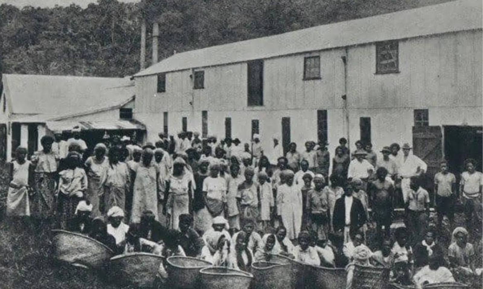 Indian Indentured workers in Fiji