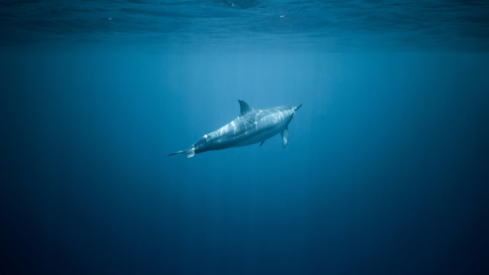 High Seas Treaty enters into force as Pacific nations hailed for global ocean leadership