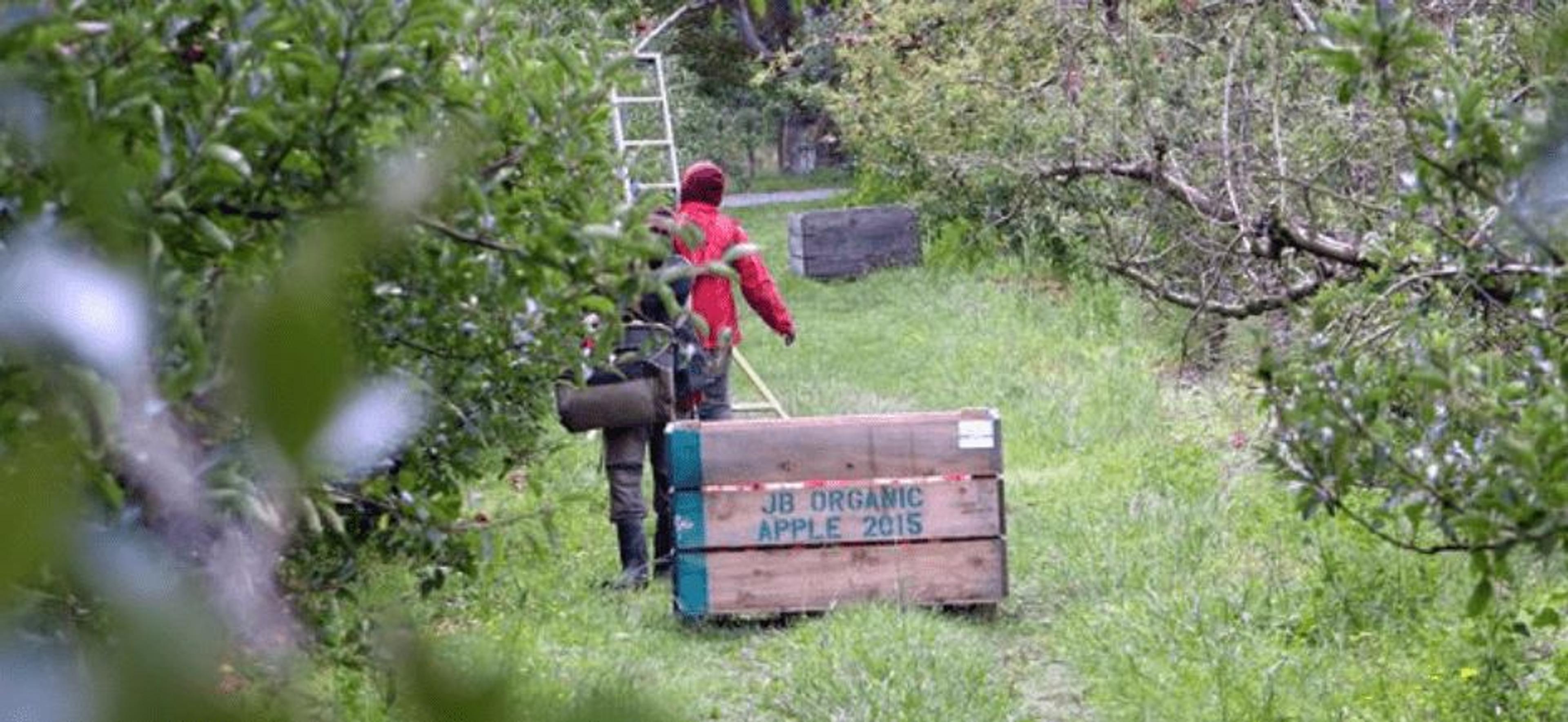 A Pacific contracting company is finding it tough to hire people to work in Hawkes Bay orchards. Photo/RNZ
