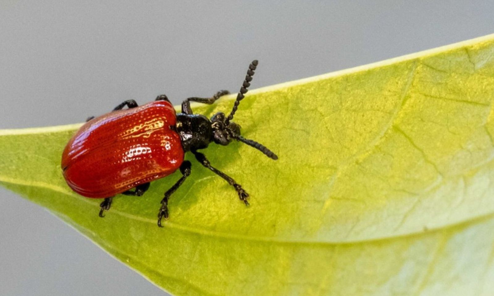 Beetles to the rescue: Niue tackles invasive plant pests