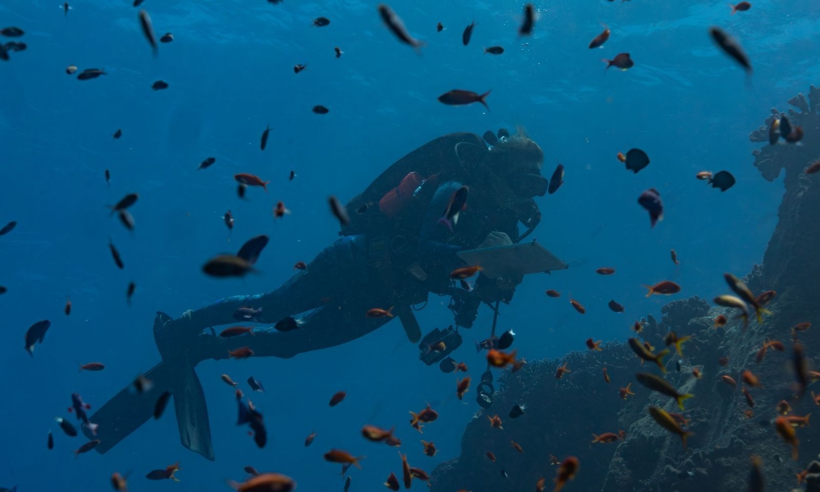 Pristine Seas' final Vanuatu expedition finds thriving reefs