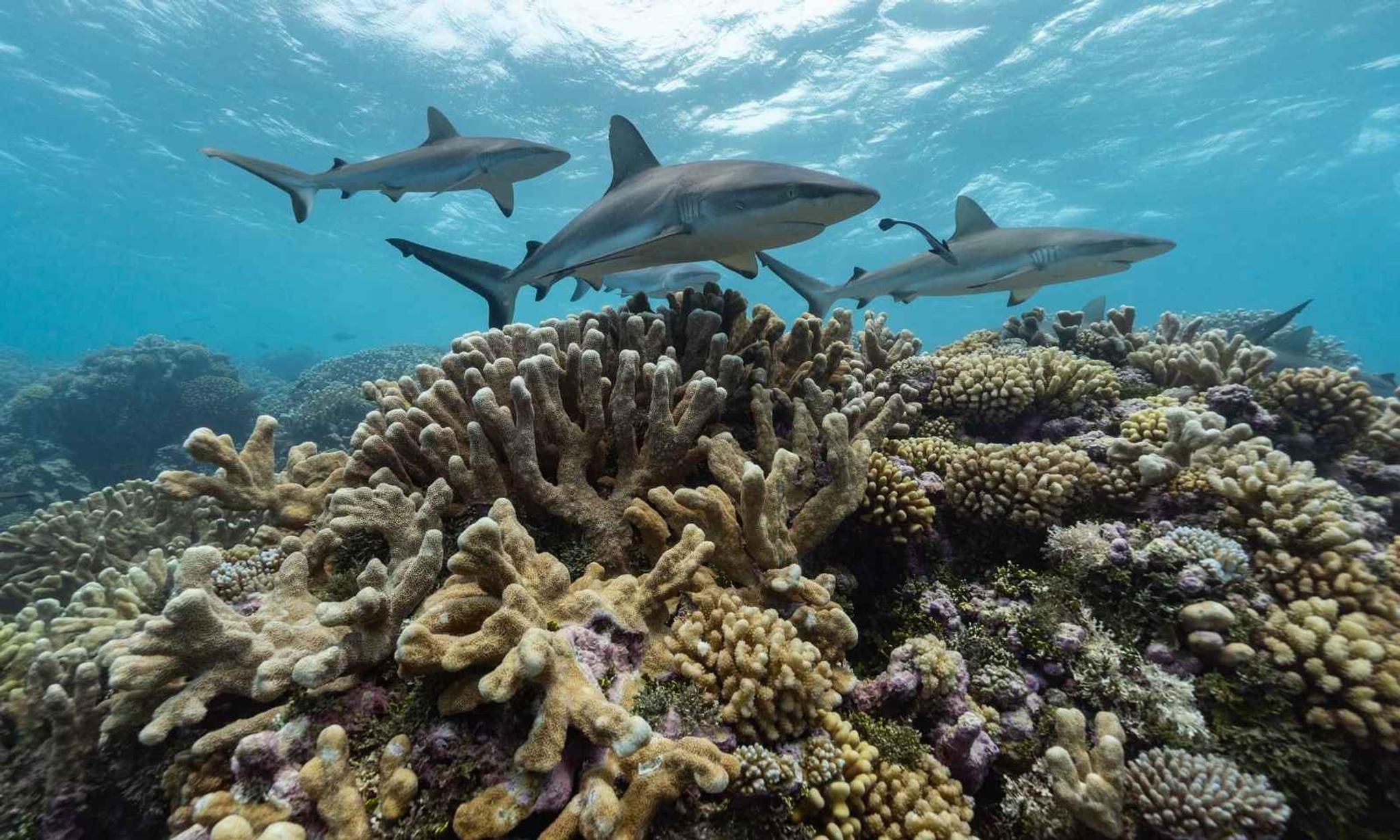 ‘Nothing like this in the world’: Marshall Islands’ reefs among the ...